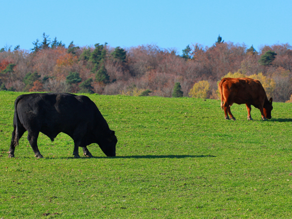 Angus-Bulle und Angus-Kuh auf der Weide